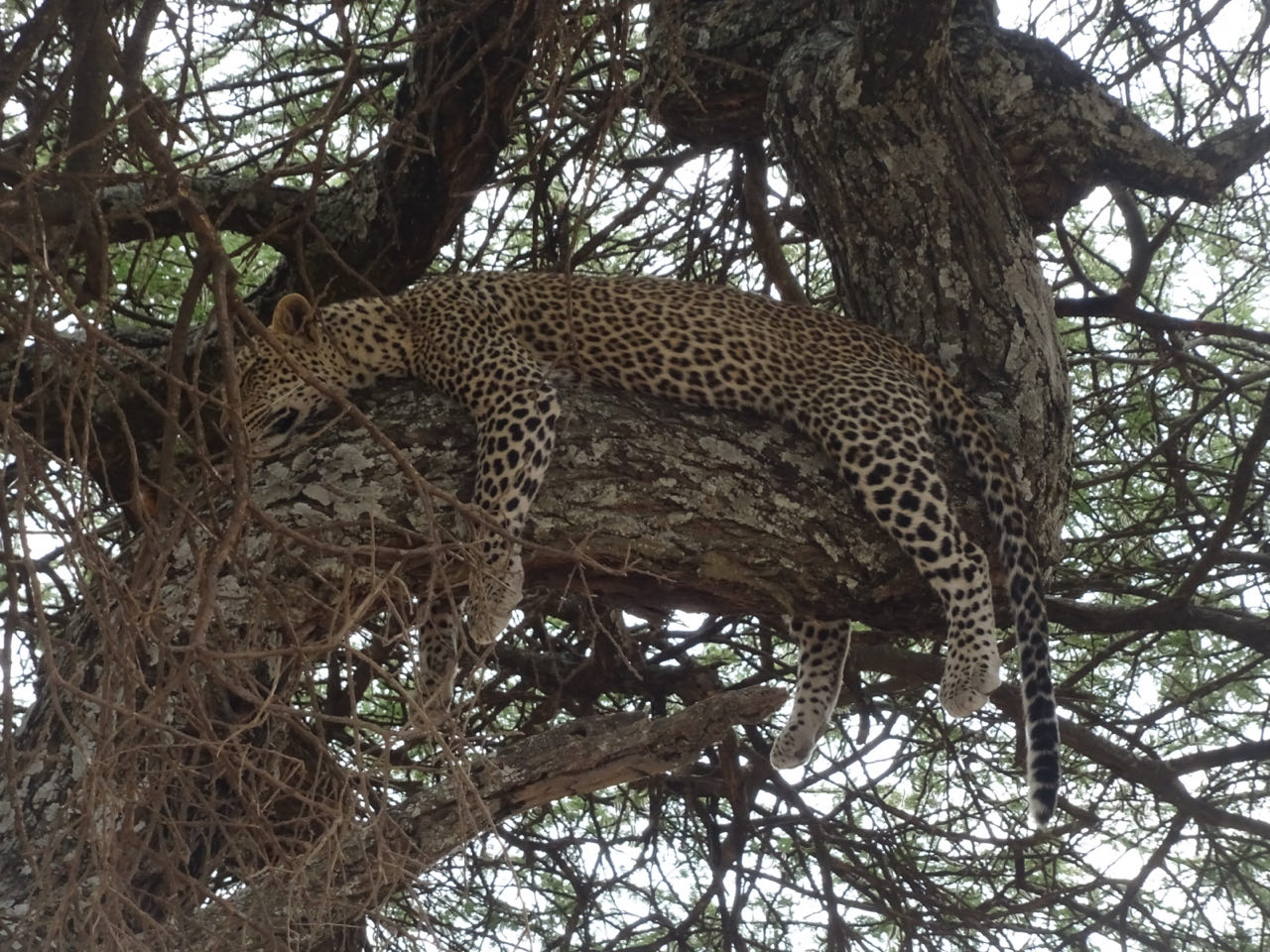 Serengeti