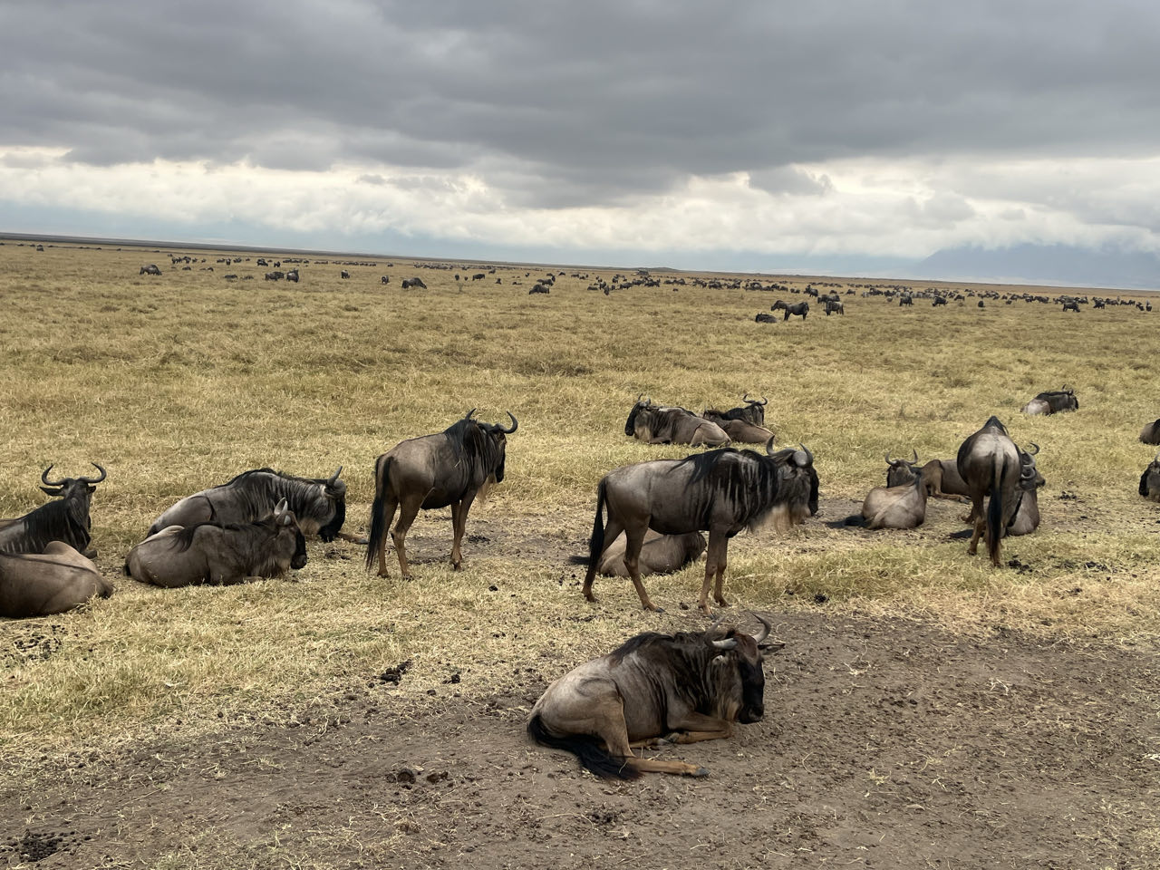 Lake Manyara National Parrk