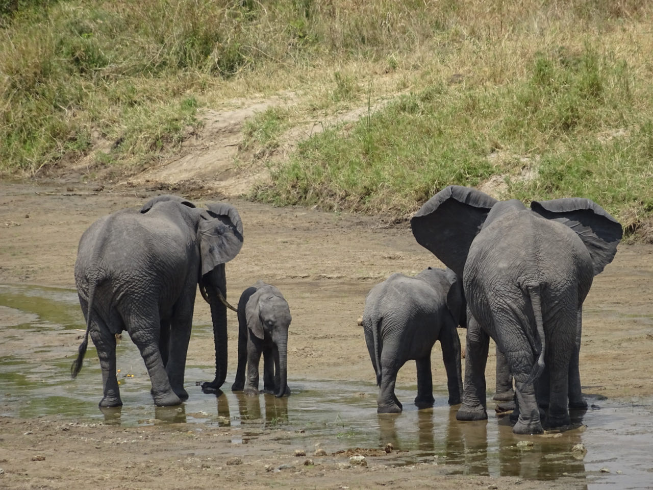 Tangire Nationalpark
