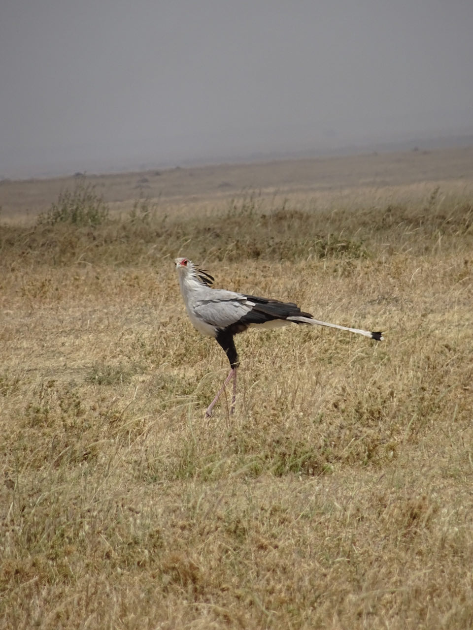 Serengeti