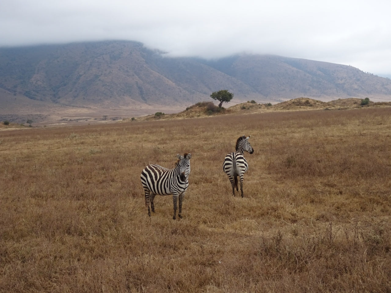 Ngongoro-Krater