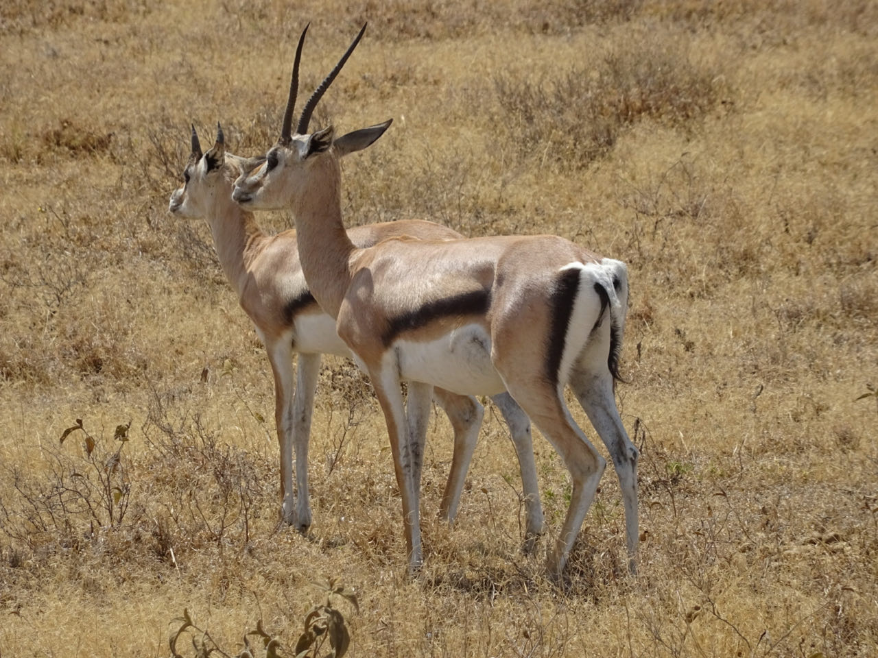 Serengeti
