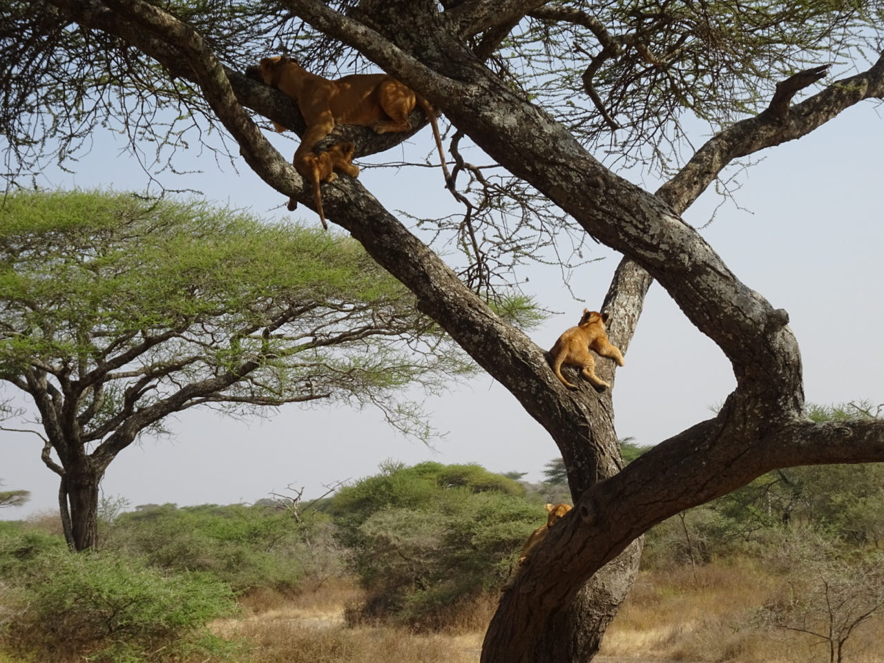 Ikoma,Serengeti Tag 3,Nrongoro Conversation Area