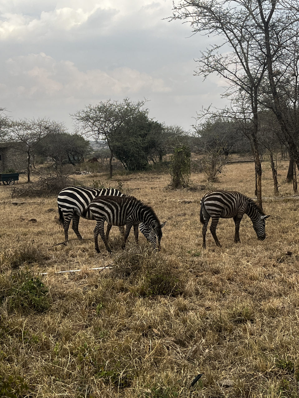 Serengeti/Tag 2