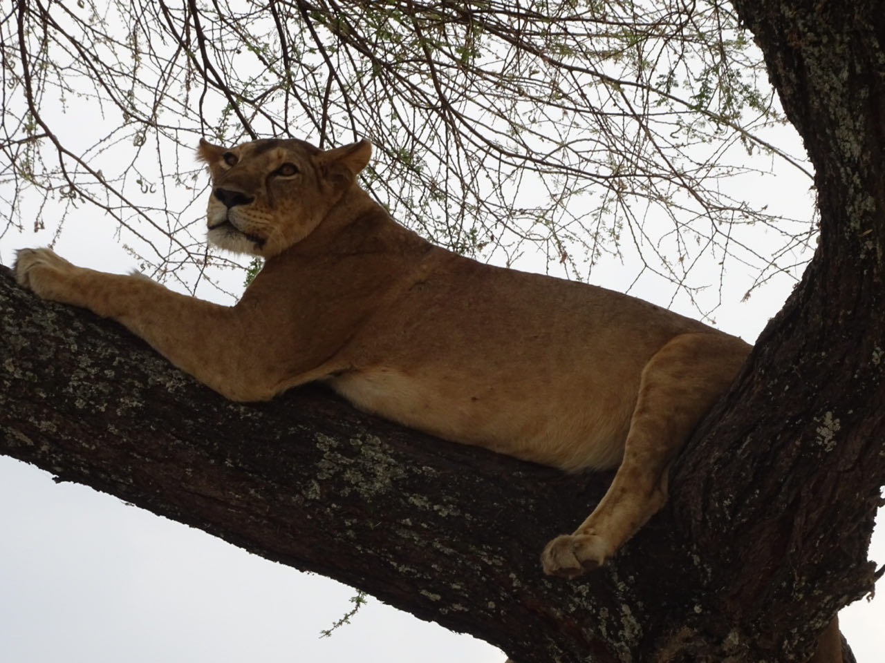 Tangire Nationalpark
