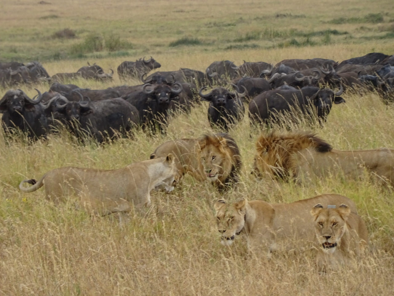 Serengeti