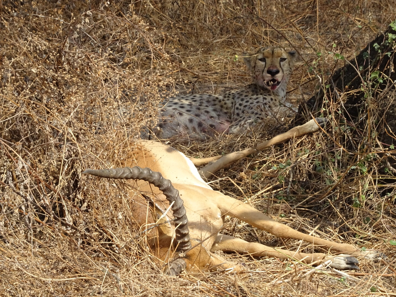Ikoma,Serengeti Tag 3,Nrongoro Conversation Area