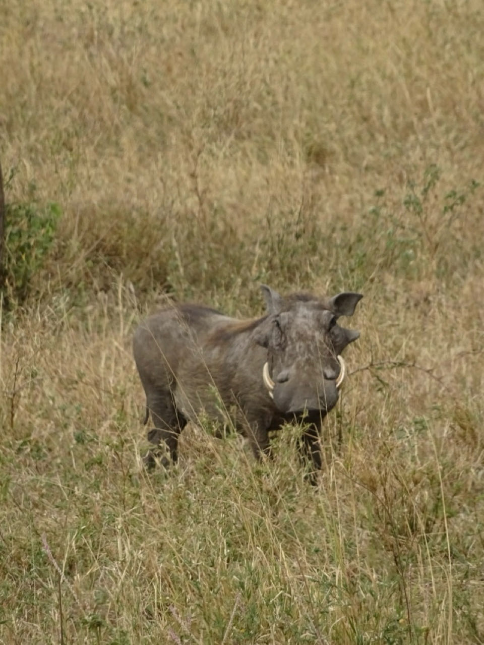 Serengeti