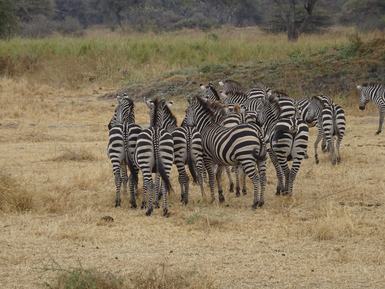 Tangire Nationalpark