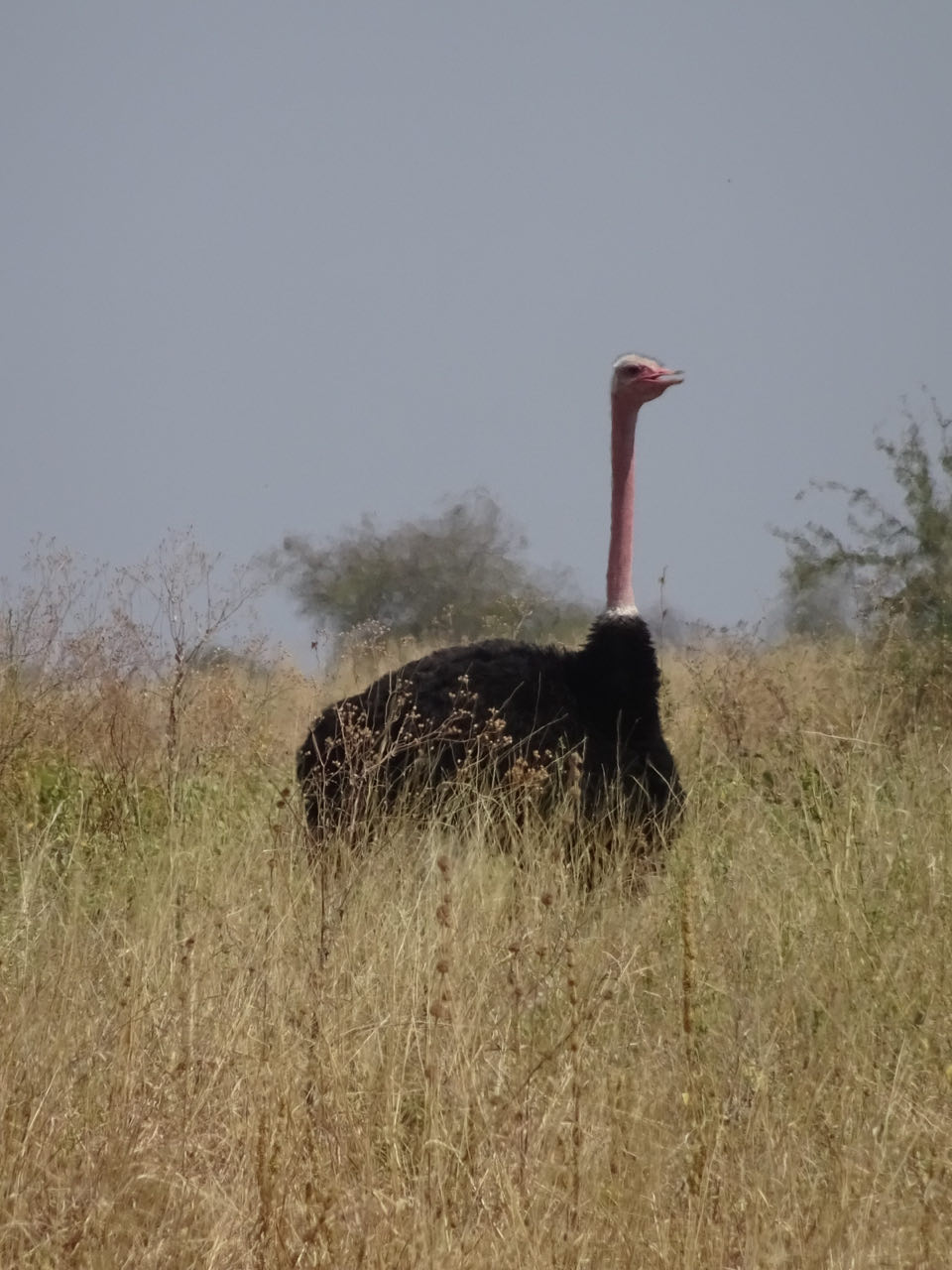 Tangire Nationalpark