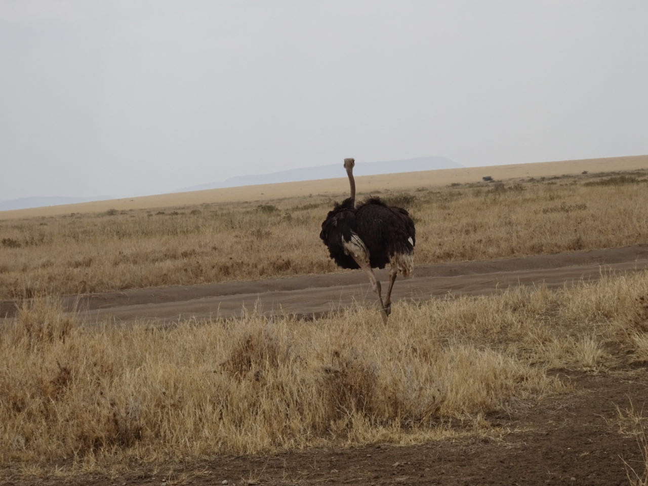 Serengeti