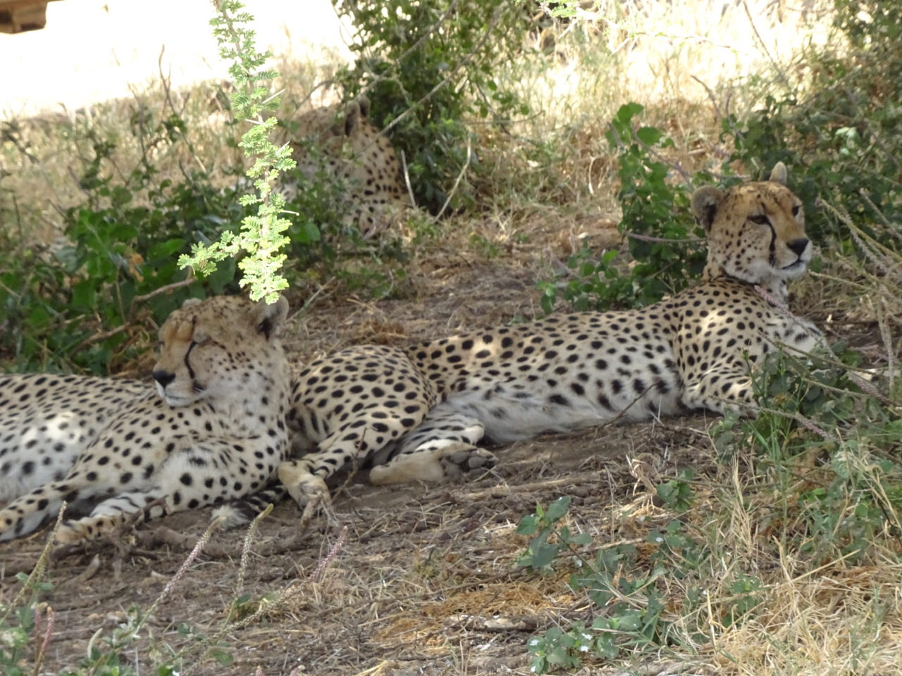 Serengeti
