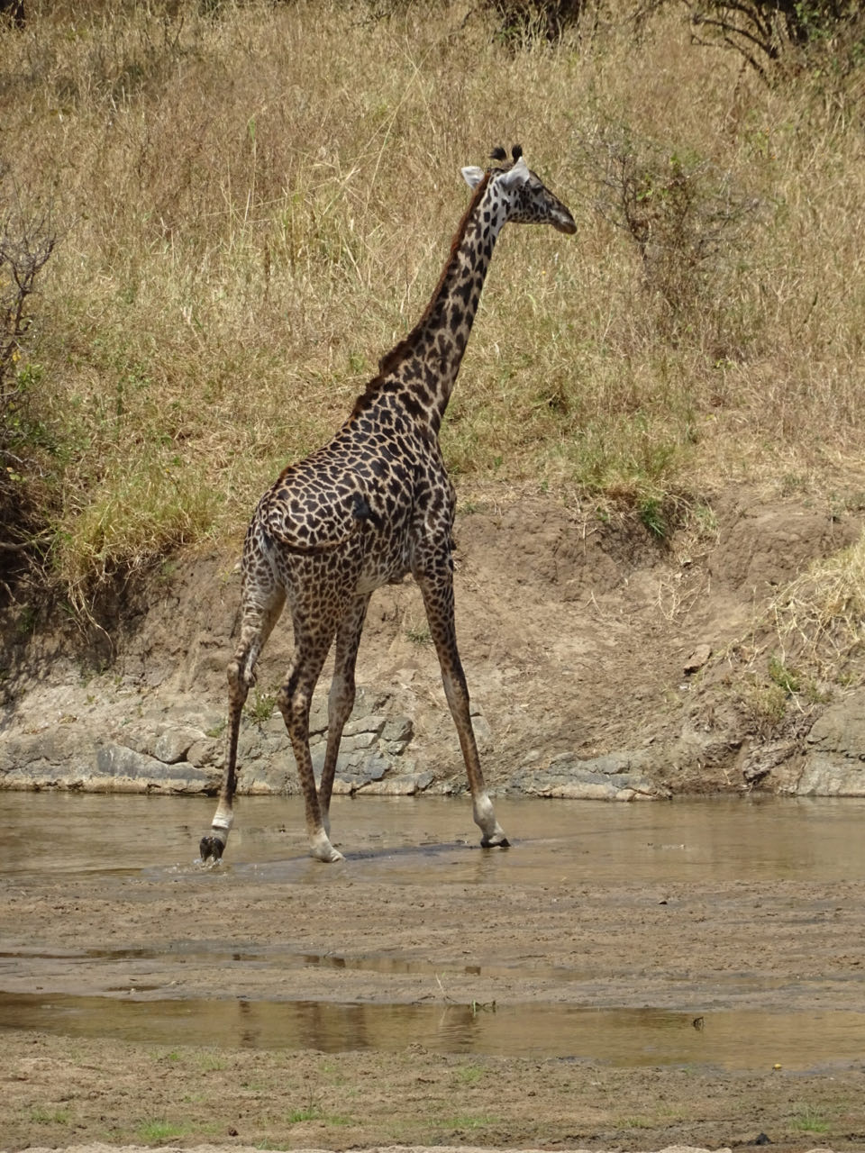 Tangire Nationalpark