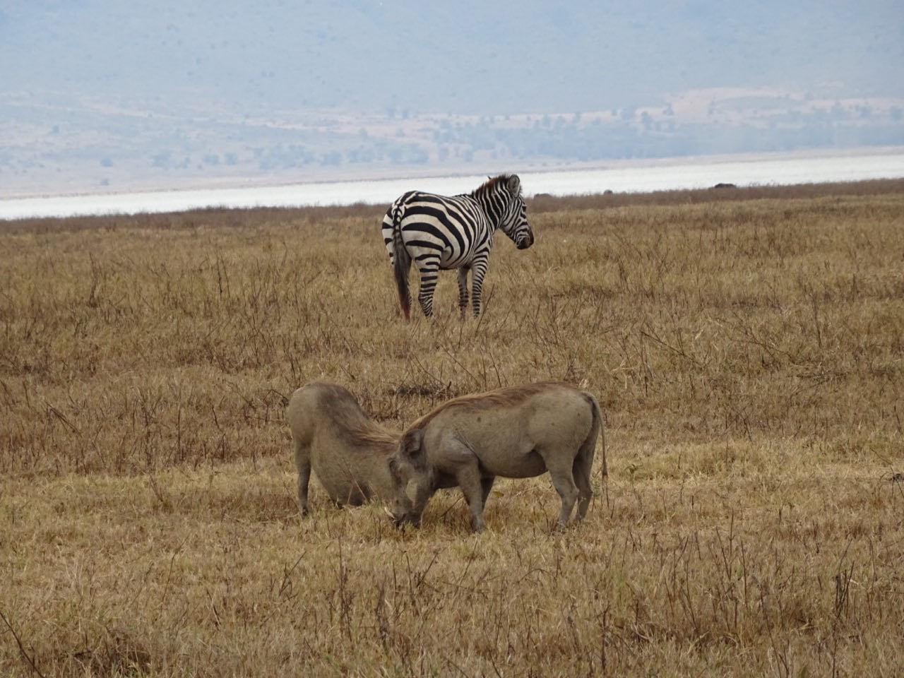 Ngongoro-Krater