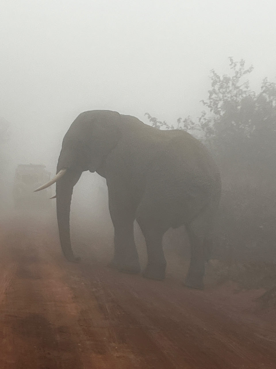 Serengeti