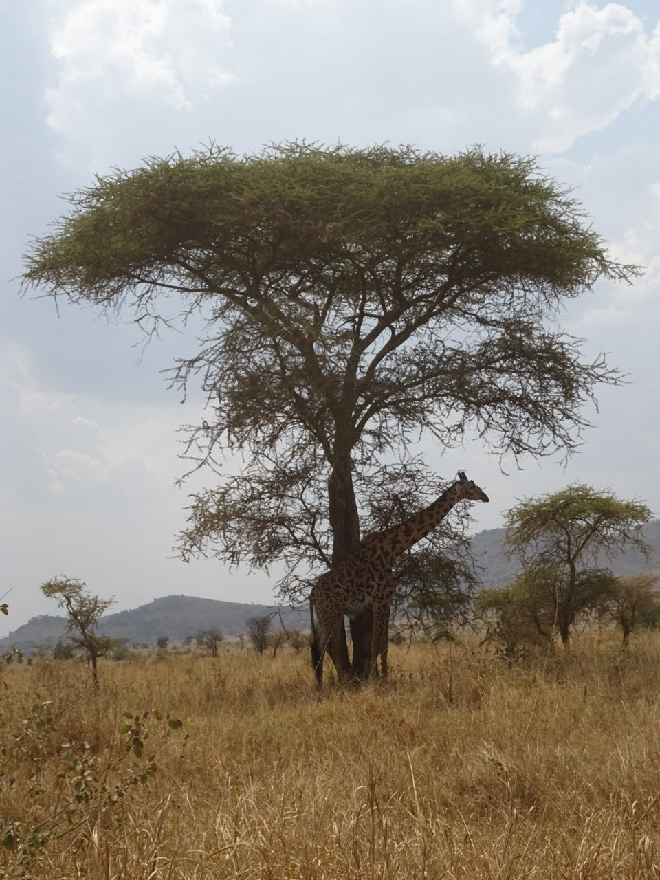 Serengeti/Tag 2