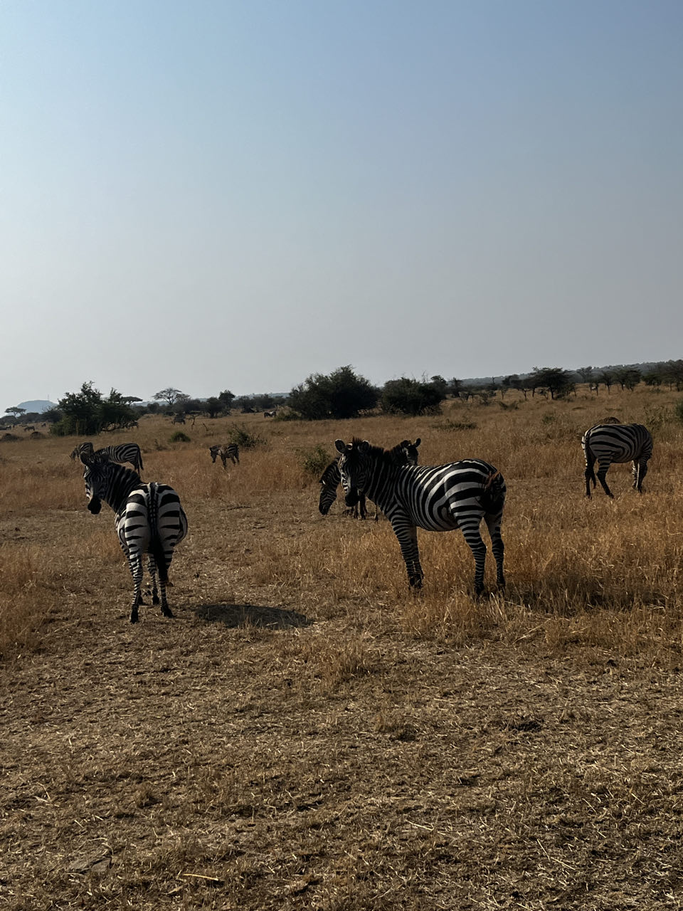 Serengeti/Tag 2
