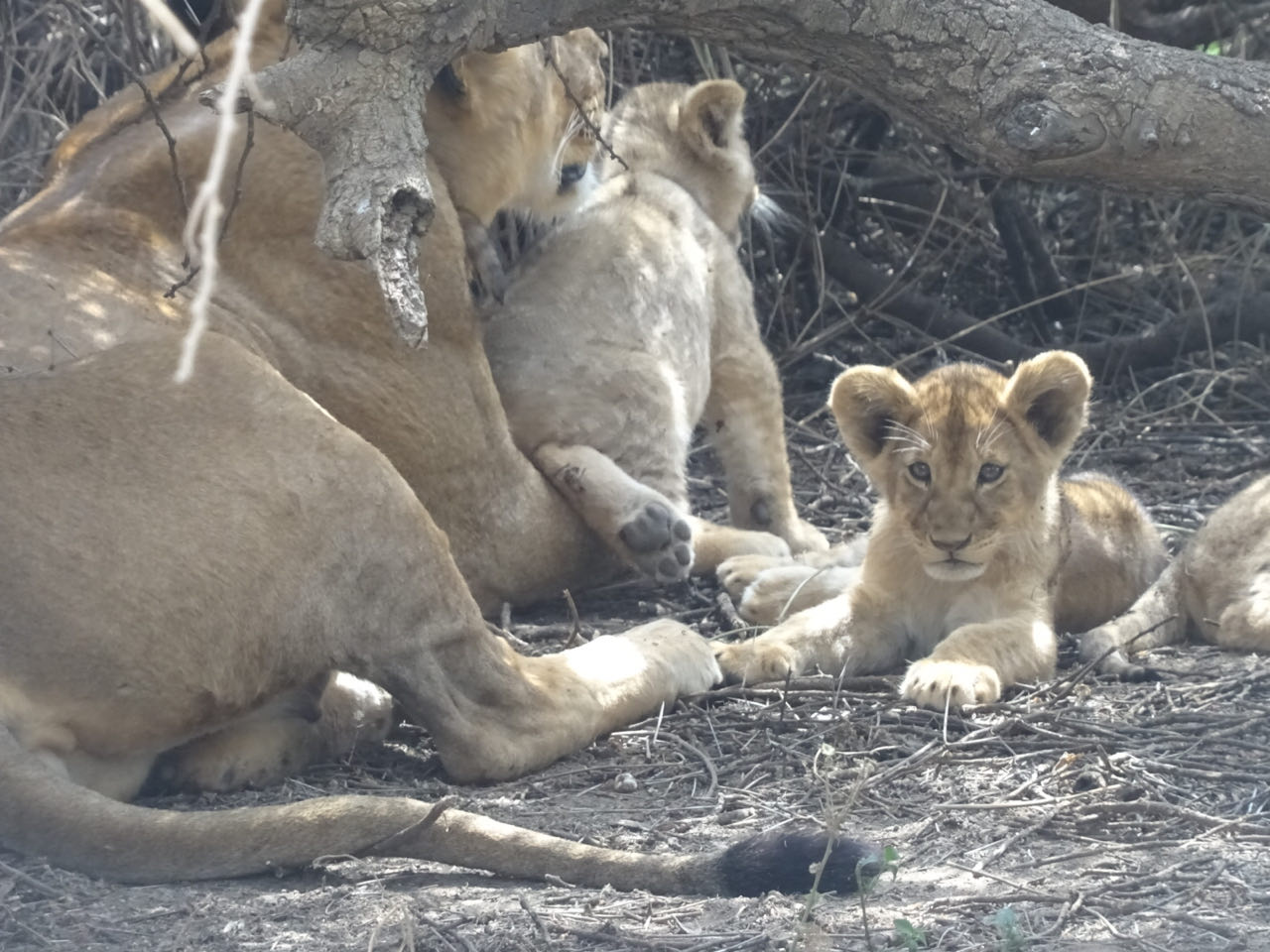 Serengeti