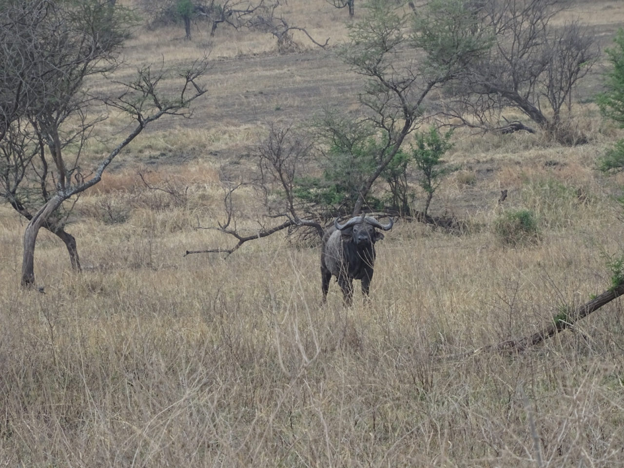 Serengeti/Tag 2