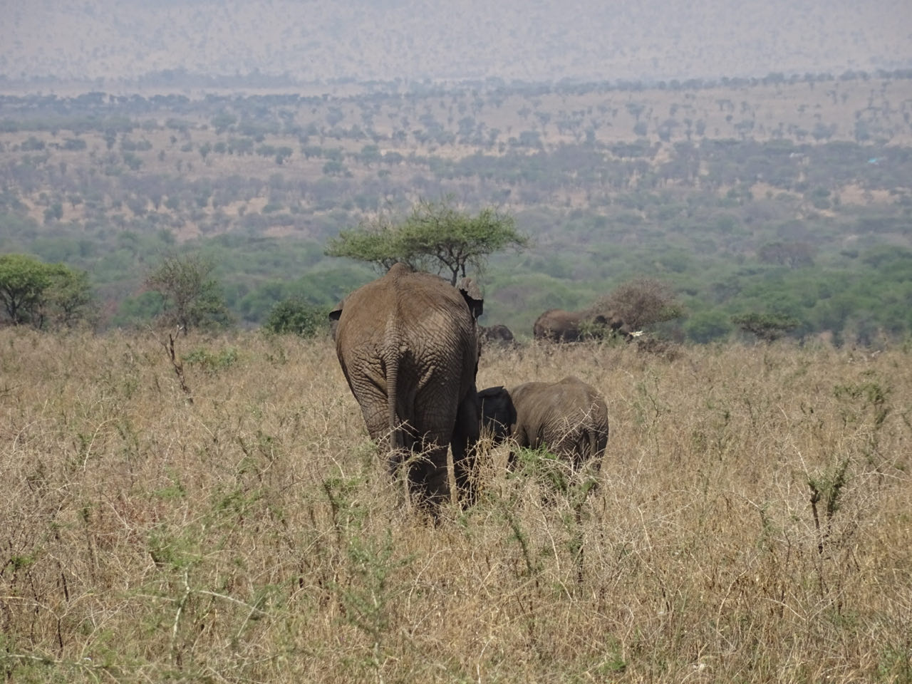 Serengeti/Tag 2