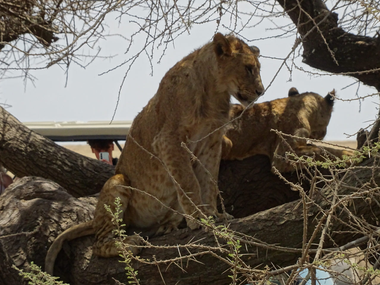 Serengeti