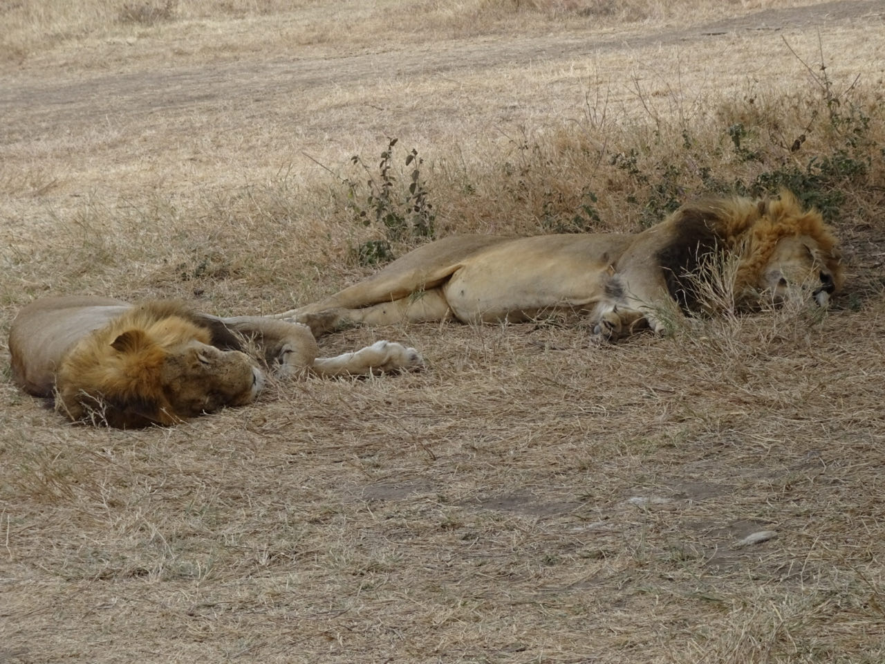 Serengeti
