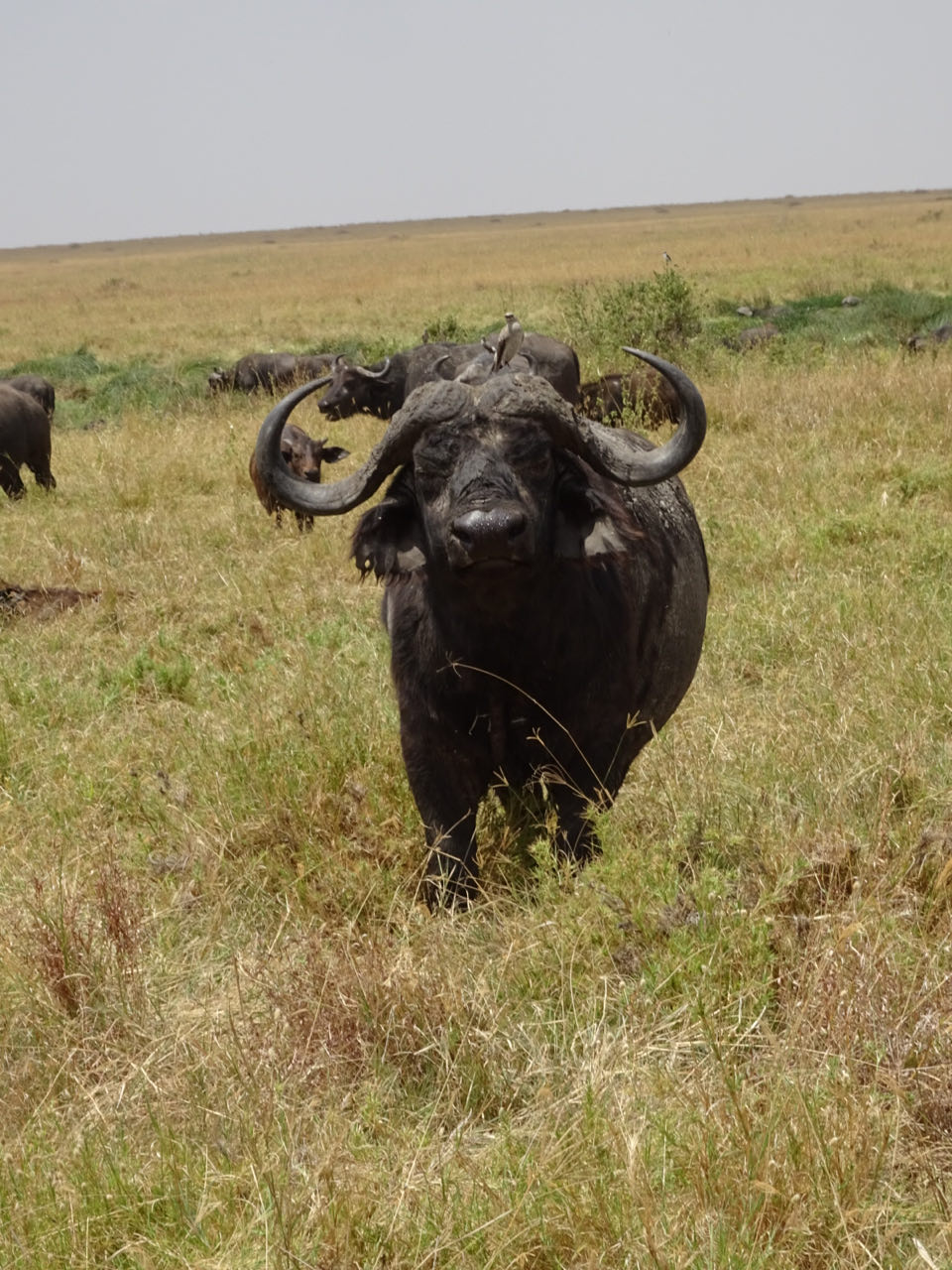 Ikoma,Serengeti Tag 3,Nrongoro Conversation Area