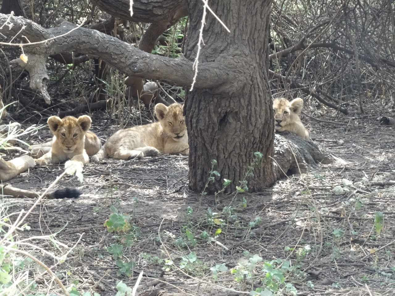 Serengeti